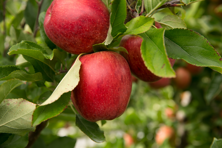 Jazzりんご 株式会社アイズは輸入野菜 果物を取り扱っている企業です