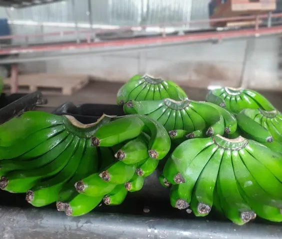 生産農園紹介のイメージ