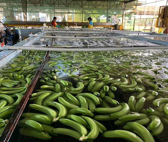 生産農園紹介のイメージ