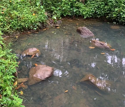 農薬汚染のない貯水池