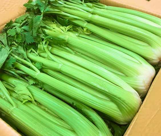 生産農園紹介のイメージ