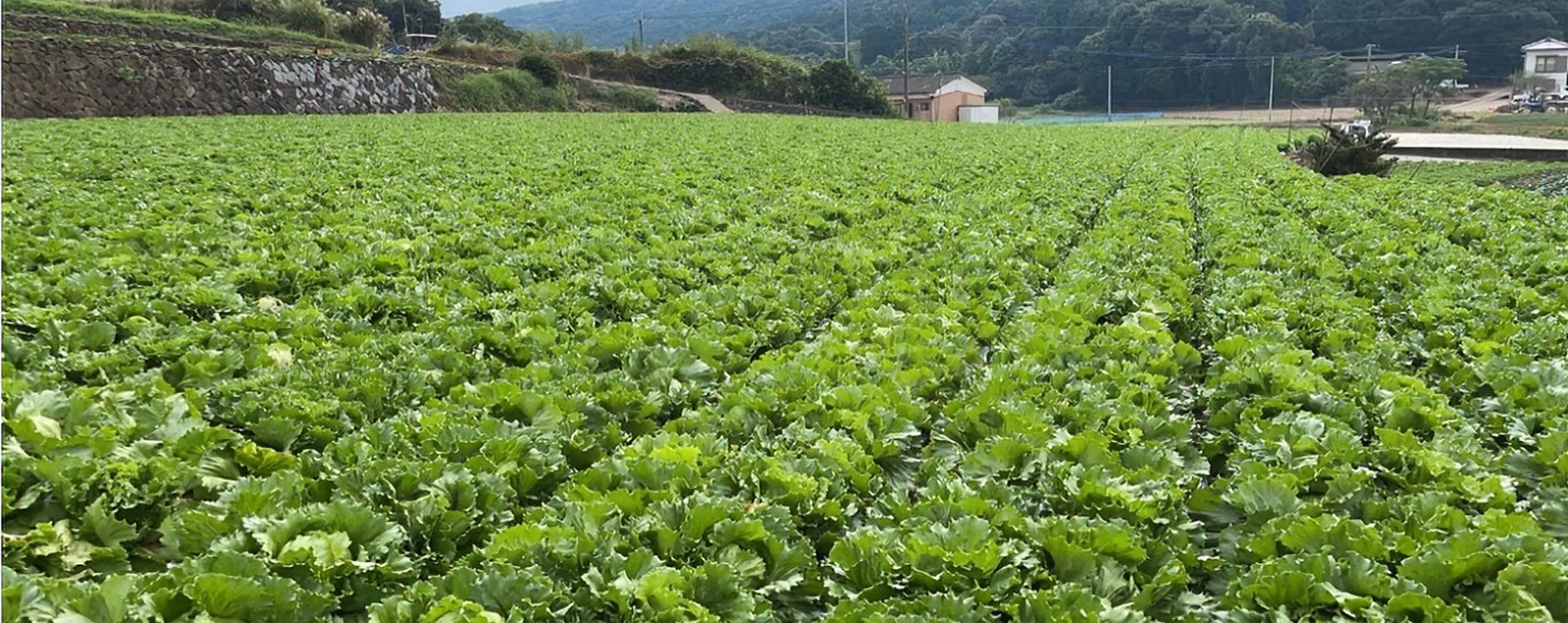 国産青果物のヘッダー背景