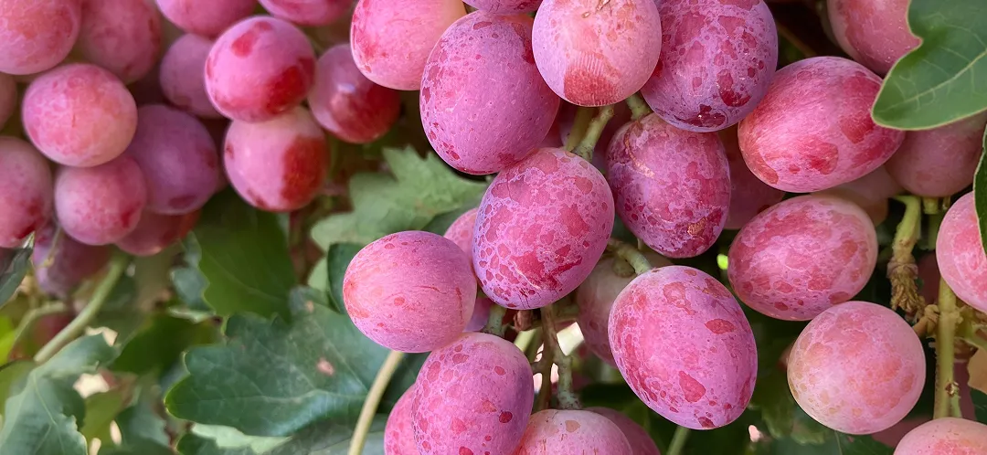 代表品種紹介のイメージ