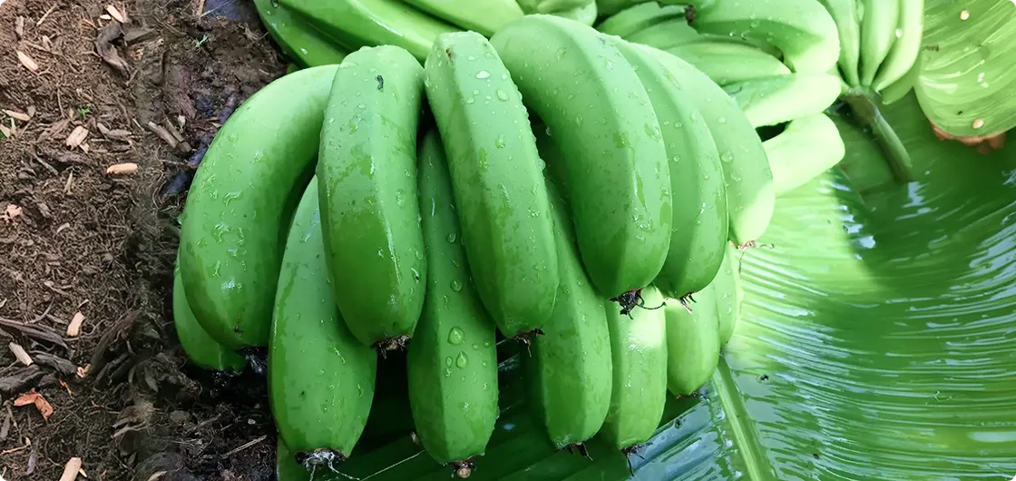 コスタリカ産バナナ