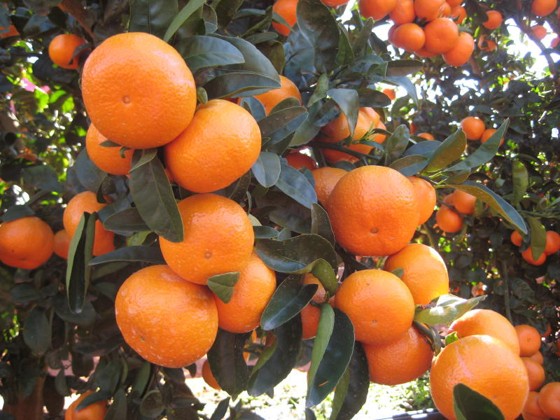 イージーピール