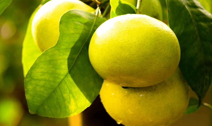 グレープフルーツ