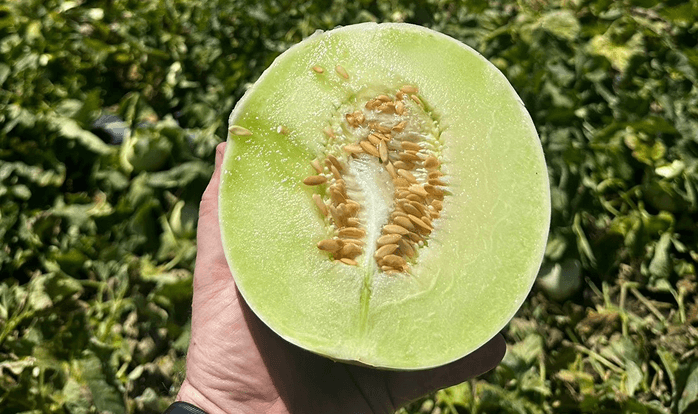 ハネジューメロン